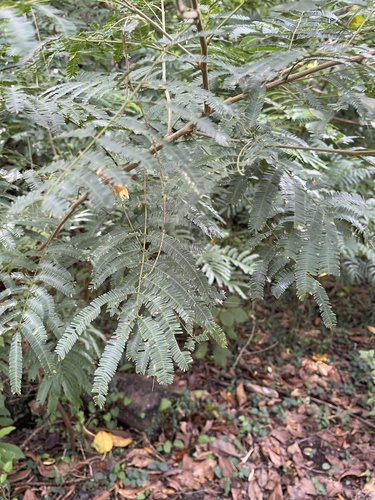 Albizia niopoides, 2022-05-01