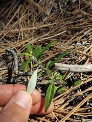 Monardella hypoleuca