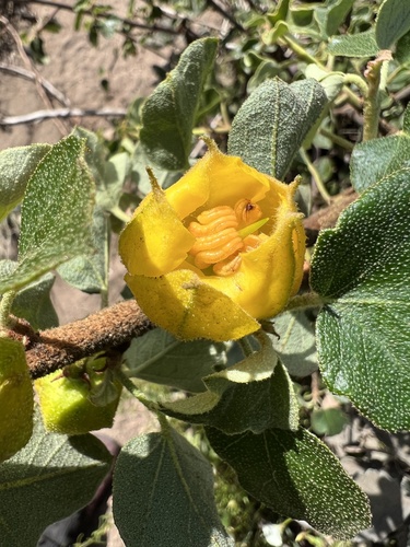 California Flannel Bush