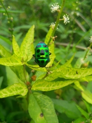 Chrysocoris