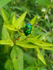 Chrysocoris