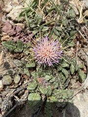 Centaurea raphanina