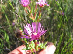 Lampranthus elegans