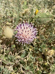 Centaurea raphanina