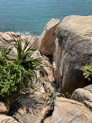 Pandanus odorifer