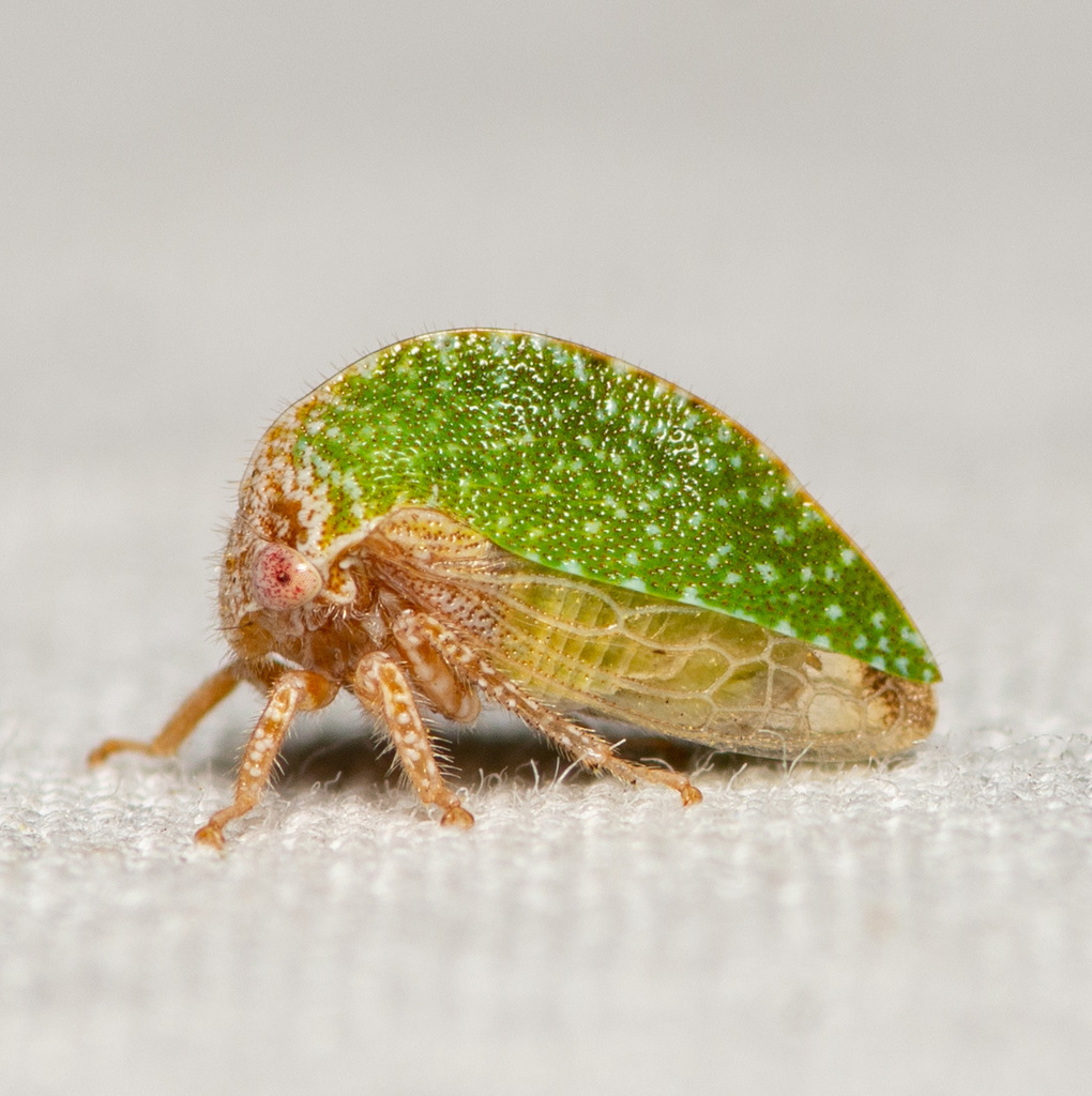 Amastris lycioda