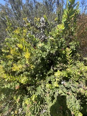 Arctostaphylos tomentosa