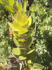 Arctostaphylos tomentosa