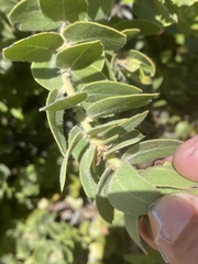Arctostaphylos tomentosa