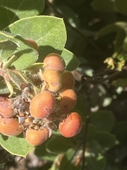 Arctostaphylos tomentosa