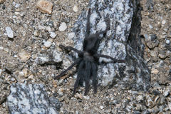 Aphonopelma xwalxwal