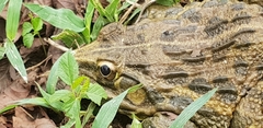 Hoplobatrachus tigerinus