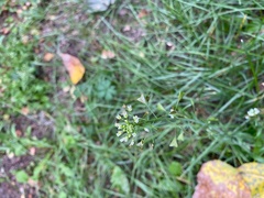 Capsella bursa-pastoris