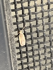 Hoplostega ochroma