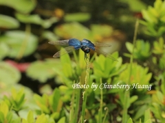 Rhyothemis triangularis