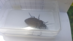 Carabus ulrichii
