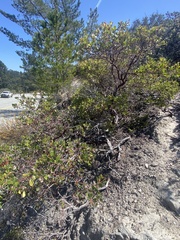 Arctostaphylos hookeri