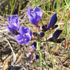 Codonorhiza elandsmontana