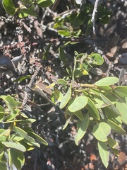 Arctostaphylos tomentosa hebeclada