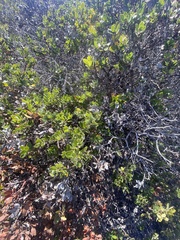 Arctostaphylos tomentosa hebeclada
