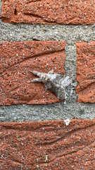 Calliteara pudibunda