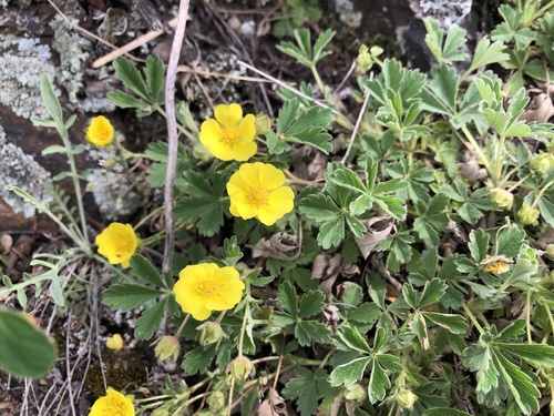 Smiltyninė sidabražolė nuotrauka