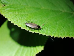 Ectobius erythronotus