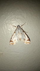 Eoparargyractis plevie