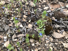 Dillen's Speedwell (Veronica dillenii)