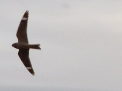 Chordeiles acutipennis