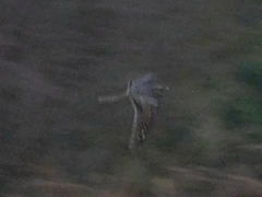 Chordeiles acutipennis