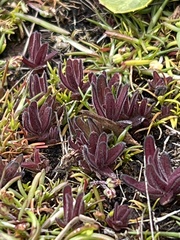 Castilleja victoriae