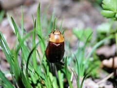 Rhizotrogus aestivus