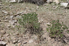 Petalidium variabile