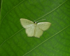 Idiochlora minuscula