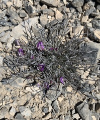 Astragalus panamintensis