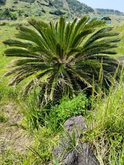 Cycas revoluta