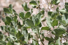 Petalidium variabile