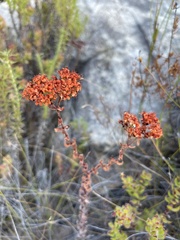 Crassula undulata