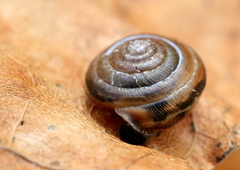 Perforatella bidentata