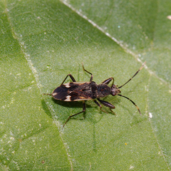 Horridipamera robusta