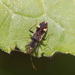 Horridipamera robusta