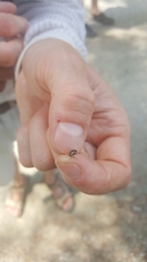 Coptosoma scutellatum
