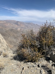 Tetracoccus ilicifolius