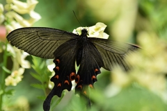 Papilio macilentus