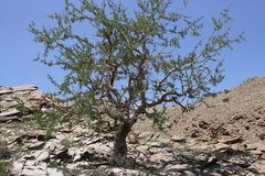 Commiphora tenuipetiolata