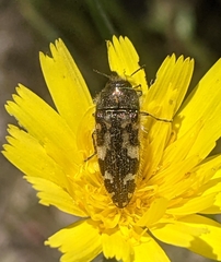 Acmaeodera hepburnii