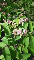 Lonicera × bella