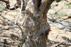 Commiphora tenuipetiolata
