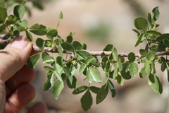 Commiphora tenuipetiolata